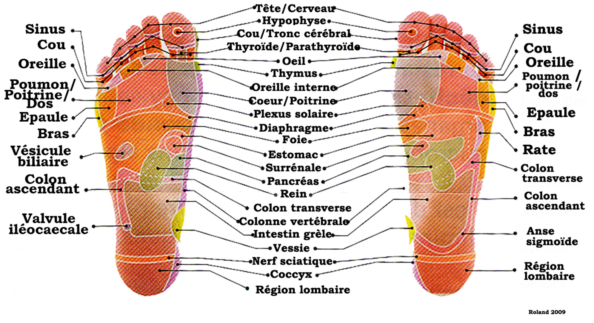 ../../reflexologie planche pieds.jpg